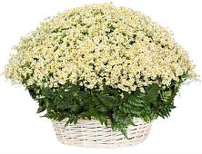 Цветочная композиция из Ромашки в корзине #REPLACE_PRED# Курдюковской